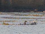 Monterey Bay 012